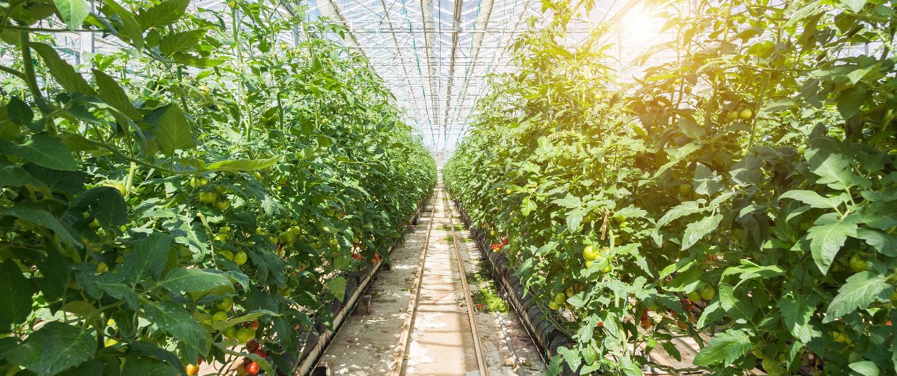 Large group of tomatoes in greenhouse