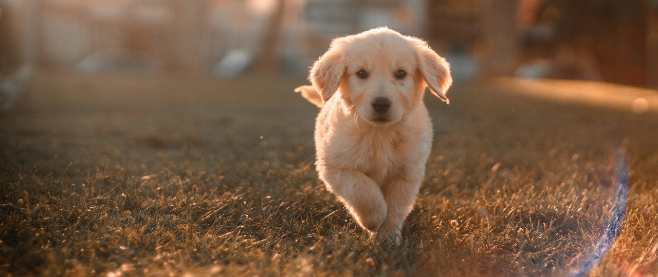 Identicare - Photo of puppy